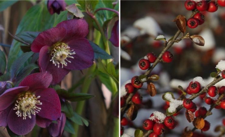 13 plantes hiver balcon Quelles fleurs mettre sur un balcon en hiver ?