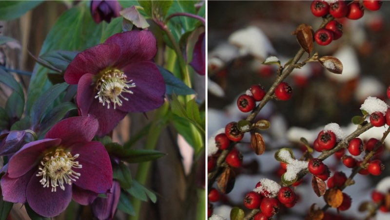 Quelles fleurs mettre sur un balcon en hiver ? 1 Quelles fleurs mettre sur un balcon en hiver ? 13 plantes hiver balcon Quelles fleurs mettre sur un balcon en hiver ?