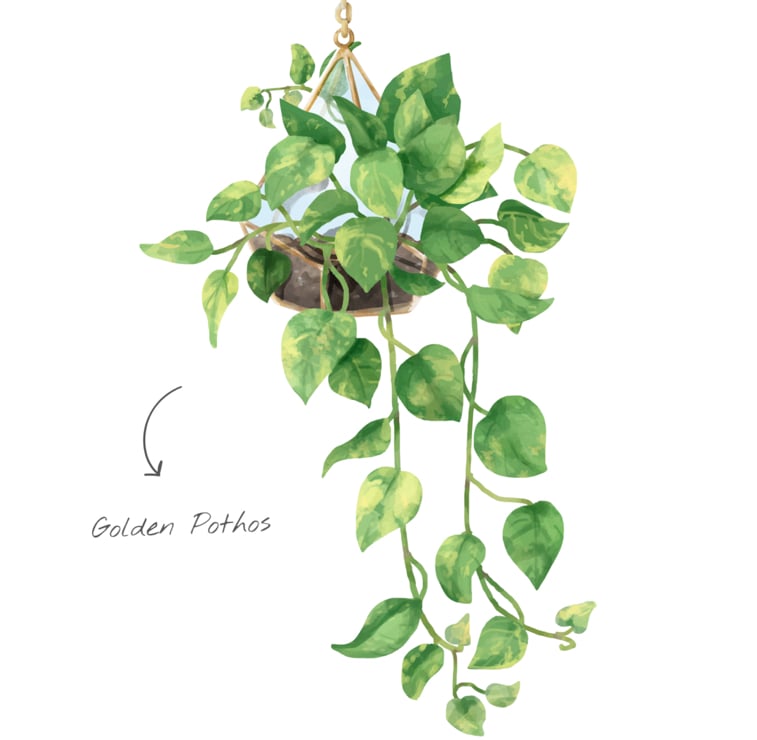 Lierre Anglais plante sommeil Mettez ces plantes dans votre chambre et elles vont guérir l’insomnie et l’apnée du sommeil