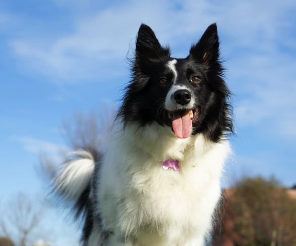 border collie facile a dresser Quel est la race de chien le plus facile à dresser ?