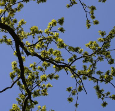 Puis-je couper les branches d'arbre de mon voisin qui dépassent chez moi ? 3 Puis-je couper les branches d'arbre de mon voisin qui dépassent chez moi ? branche arbre voisin depassent Puis-je couper les branches d'arbre de mon voisin qui dépassent chez moi ?