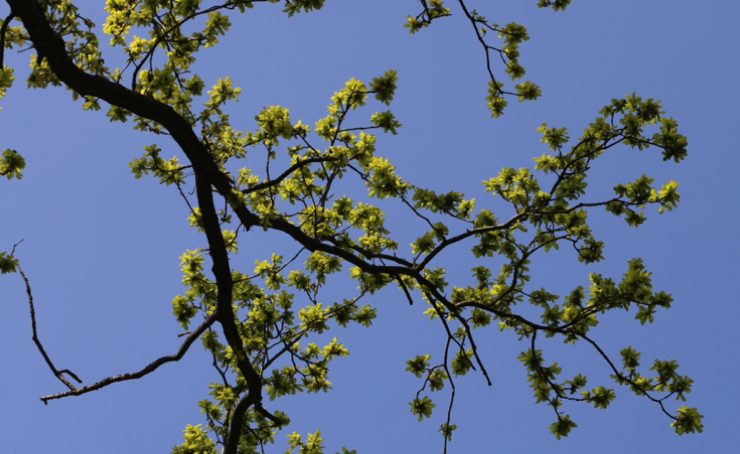 branche arbre voisin depassent Puis-je couper les branches d'arbre de mon voisin qui dépassent chez moi ?