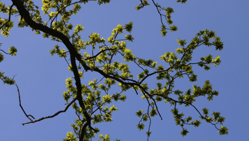 Puis-je couper les branches d'arbre de mon voisin qui dépassent chez moi ? 1 Puis-je couper les branches d'arbre de mon voisin qui dépassent chez moi ? branche arbre voisin depassent Puis-je couper les branches d'arbre de mon voisin qui dépassent chez moi ?