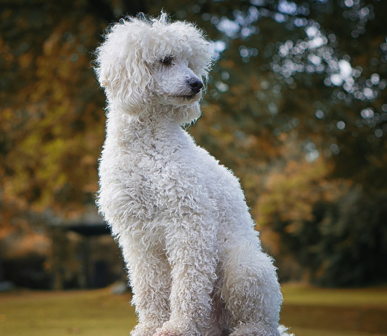 caniche Quel est la race de chien le plus facile à dresser ?