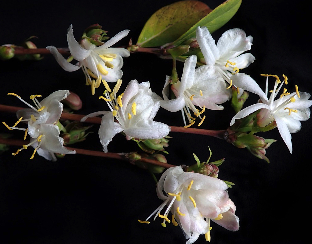 chevrefeuille dhiver Quelles fleurs mettre sur un balcon en hiver ?