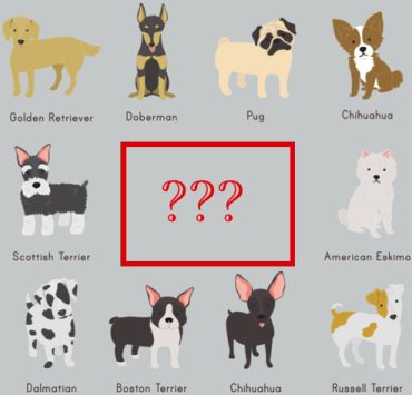 chien plus facile a dresser Quel est la race de chien le plus facile à dresser ?