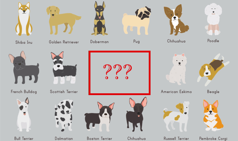 Quel est la race de chien le plus facile à dresser ? 1 Quel est la race de chien le plus facile à dresser ? chien plus facile a dresser Quel est la race de chien le plus facile à dresser ?