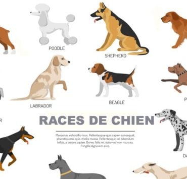 Quelles sont les races de chiens qui vivent le plus longtemps ? 2 Quelles sont les races de chiens qui vivent le plus longtemps ? chien vit plus longtemps Quelles sont les races de chiens qui vivent le plus longtemps ?