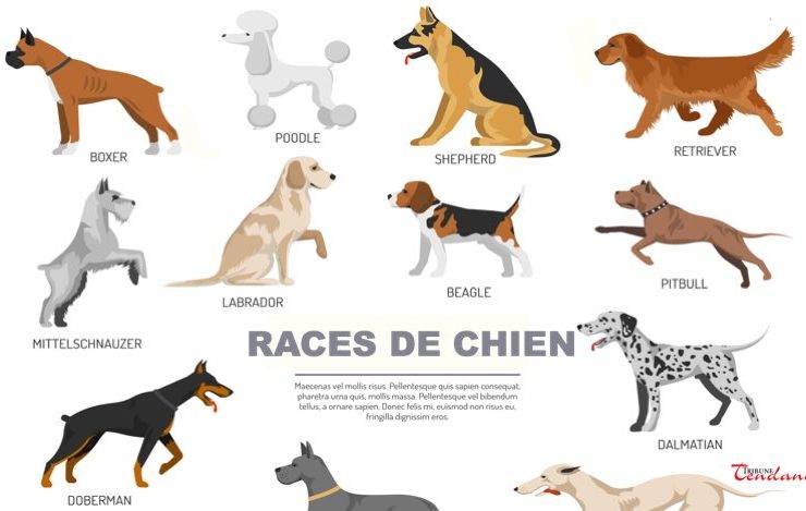 chien vit plus longtemps Quelles sont les races de chiens qui vivent le plus longtemps ?