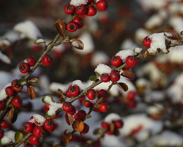 cotoneaster plante hiver Quelles fleurs mettre sur un balcon en hiver ?
