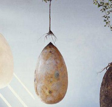 Capsules funéraires : devenez un arbre après votre mort ! 12 Capsules funéraires : devenez un arbre après votre mort ! devenir un arbre capsule funeraire Capsules funéraires : devenez un arbre après votre mort !