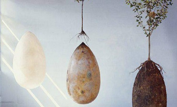 devenir un arbre capsule funeraire Capsules funéraires : devenez un arbre après votre mort !