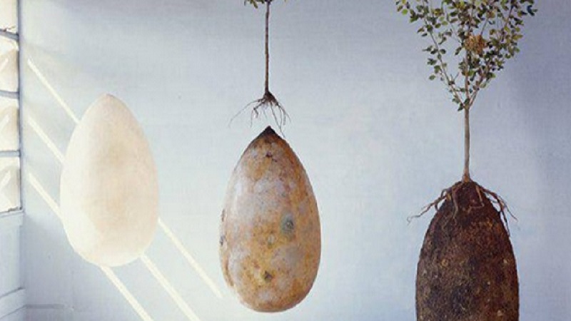Capsules funéraires : devenez un arbre après votre mort ! 1 Capsules funéraires : devenez un arbre après votre mort ! devenir un arbre capsule funeraire Capsules funéraires : devenez un arbre après votre mort !