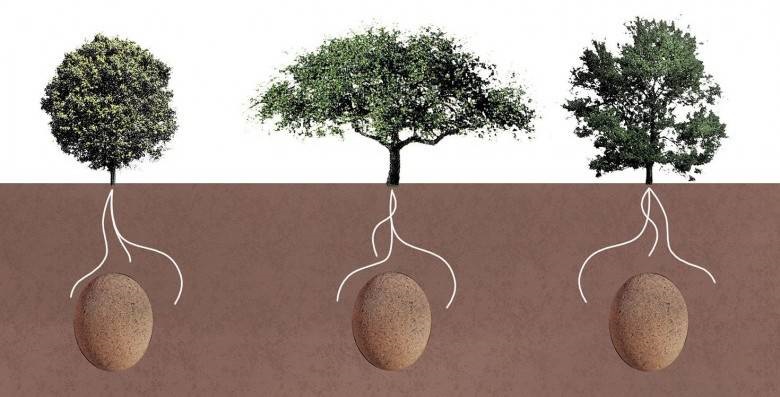 Capsules funéraires : devenez un arbre après votre mort ! 3 Capsules funéraires : devenez un arbre après votre mort ! devenir un arbre comment ca marche apr Capsules funéraires : devenez un arbre après votre mort !