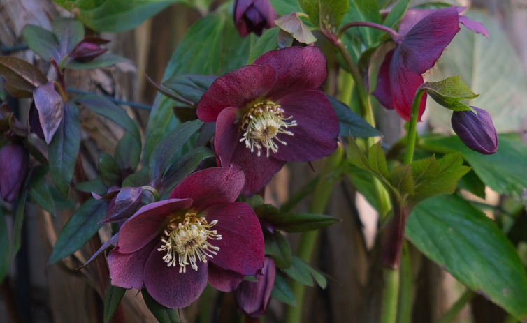 hellebore rose de Noel plante hiver Quelles fleurs mettre sur un balcon en hiver ?