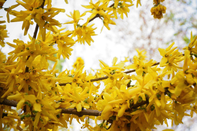 jasmin dhiver plante Quelles fleurs mettre sur un balcon en hiver ?