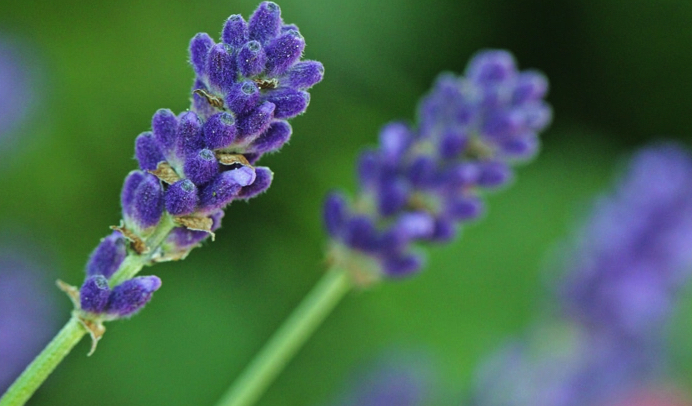 lavande Mettez ces plantes dans votre chambre et elles vont guérir l’insomnie et l’apnée du sommeil