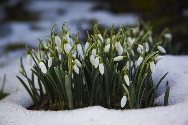 perce neige fleurs hiver Quelles fleurs mettre sur un balcon en hiver ?