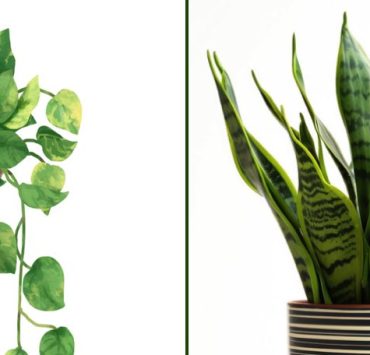 Mettez ces plantes dans votre chambre et elles vont guérir l’insomnie et l’apnée du sommeil 3 Mettez ces plantes dans votre chambre et elles vont guérir l’insomnie et l’apnée du sommeil plantes chambre insomnie apnee du sommeil Mettez ces plantes dans votre chambre et elles vont guérir l’insomnie et l’apnée du sommeil