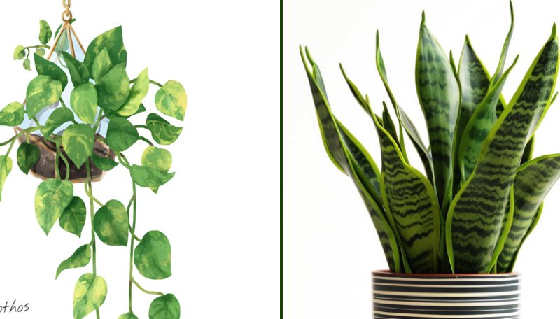 Mettez ces plantes dans votre chambre et elles vont guérir l’insomnie et l’apnée du sommeil 1 Mettez ces plantes dans votre chambre et elles vont guérir l’insomnie et l’apnée du sommeil plantes chambre insomnie apnee du sommeil Mettez ces plantes dans votre chambre et elles vont guérir l’insomnie et l’apnée du sommeil