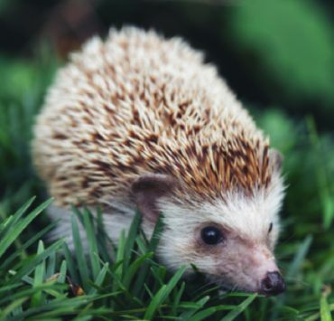 pourquoi il ne pas toucher herisson Pourquoi il ne faut jamais toucher un hérisson ?