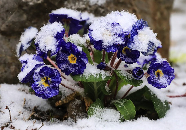 primevere plante hiver Quelles fleurs mettre sur un balcon en hiver ?