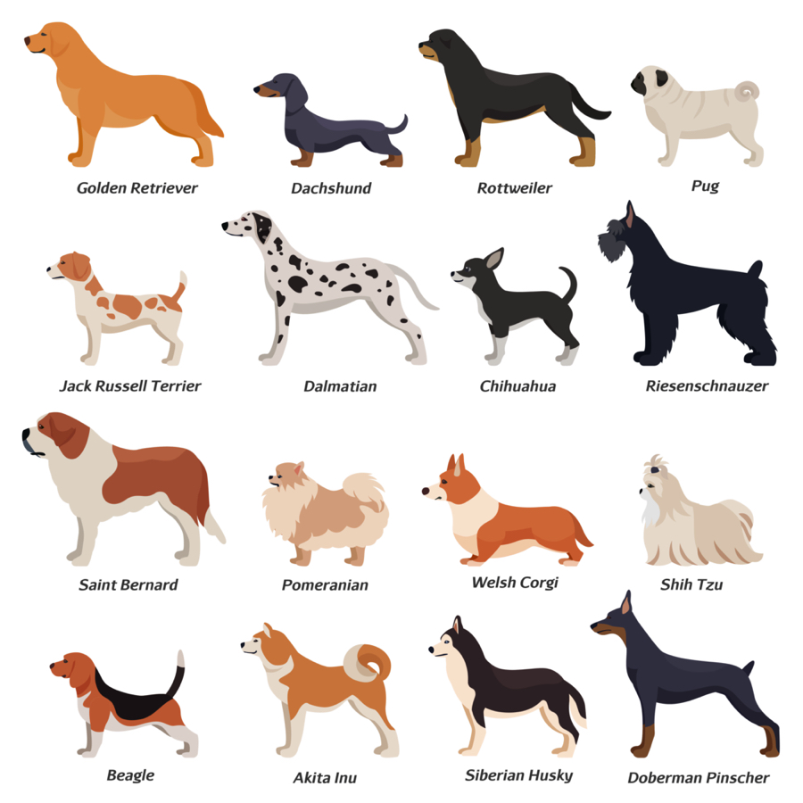 Quelles sont les races de chiens qui vivent le plus longtemps ? 2 Quelles sont les races de chiens qui vivent le plus longtemps ? races de chiens vit longtemps Quelles sont les races de chiens qui vivent le plus longtemps ?