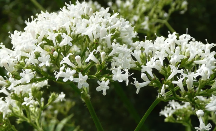 valeriane plante sommeil Mettez ces plantes dans votre chambre et elles vont guérir l’insomnie et l’apnée du sommeil