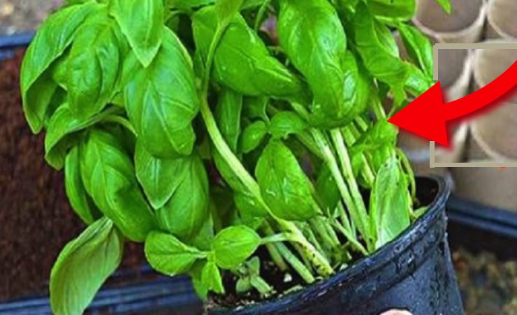 astuce en pot Quelle est l'astuce pour faire durer le Basilic en pot pendant des mois (sans le faire mourir) ?