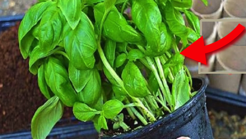 Quelle est l'astuce pour faire durer le Basilic en pot pendant des mois (sans le faire mourir) ? 1 Quelle est l'astuce pour faire durer le Basilic en pot pendant des mois (sans le faire mourir) ? astuce en pot Quelle est l'astuce pour faire durer le Basilic en pot pendant des mois (sans le faire mourir) ?