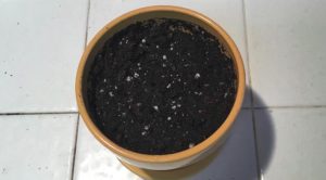 astuce pot effet de serre bouteille Comment faire pousser des mandarines à l'infini à partir d'un seul pépin ?