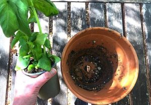 astuce1 Quelle est l'astuce pour faire durer le Basilic en pot pendant des mois (sans le faire mourir) ?