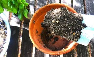 astuce2 Quelle est l'astuce pour faire durer le Basilic en pot pendant des mois (sans le faire mourir) ?