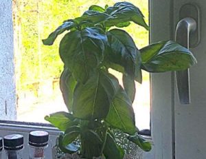 astuce4 Quelle est l'astuce pour faire durer le Basilic en pot pendant des mois (sans le faire mourir) ?