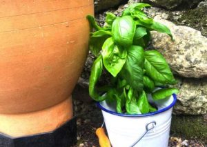 astuce5 Quelle est l'astuce pour faire durer le Basilic en pot pendant des mois (sans le faire mourir) ?
