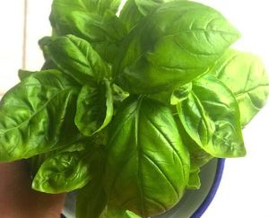 astuce6 Quelle est l'astuce pour faire durer le Basilic en pot pendant des mois (sans le faire mourir) ?