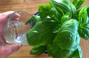 astuce7 Quelle est l'astuce pour faire durer le Basilic en pot pendant des mois (sans le faire mourir) ?