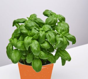basilic en pot Quelle est l'astuce pour faire durer le Basilic en pot pendant des mois (sans le faire mourir) ?