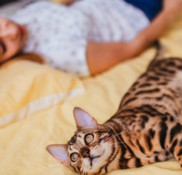 Quelles sont les raisons cachées derrière le fait qu'un chat aime dormir près de son maître ? 3 Quelles sont les raisons cachées derrière le fait qu'un chat aime dormir près de son maître ? chat aime dormir pres maitre lit Quelles sont les raisons cachées derrière le fait qu'un chat aime dormir près de son maître ?