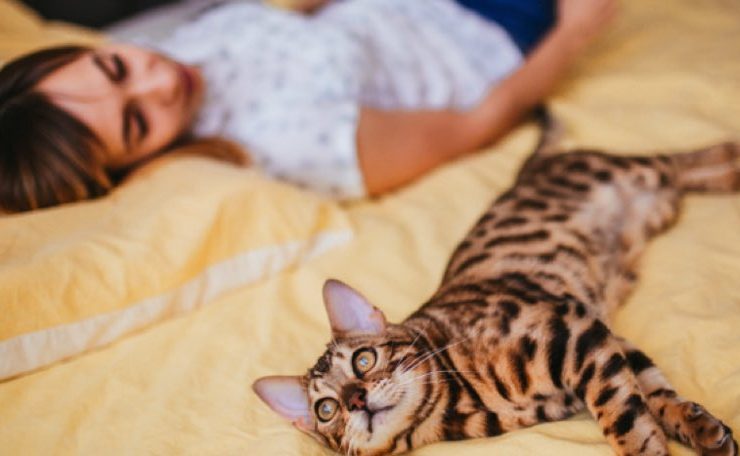 chat aime dormir pres maitre lit Quelles sont les raisons cachées derrière le fait qu'un chat aime dormir près de son maître ?