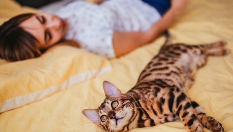 Quelles sont les raisons cachées derrière le fait qu'un chat aime dormir près de son maître ? 1 Quelles sont les raisons cachées derrière le fait qu'un chat aime dormir près de son maître ? chat aime dormir pres maitre lit Quelles sont les raisons cachées derrière le fait qu'un chat aime dormir près de son maître ?