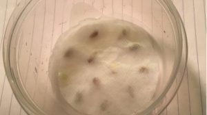 croissance pepin Comment faire pousser des mandarines à l'infini à partir d'un seul pépin ?