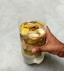 Qu'est-ce qu'on peut faire avec de la peau de banane ? Découvrez 13 Astuces Ingénieuses ! 8 Qu'est-ce qu'on peut faire avec de la peau de banane ? Découvrez 13 Astuces Ingénieuses ! eau de banane Qu'est-ce qu'on peut faire avec de la peau de banane ? Découvrez 13 Astuces Ingénieuses !