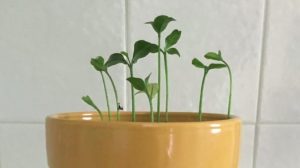 engrais pot Comment faire pousser des mandarines à l'infini à partir d'un seul pépin ?