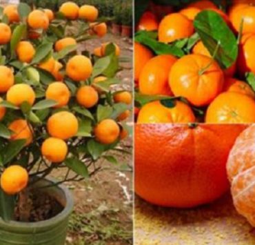 Comment faire pousser des mandarines à l'infini à partir d'un seul pépin ? 3 Comment faire pousser des mandarines à l'infini à partir d'un seul pépin ? faire pousser mandarinier Comment faire pousser des mandarines à l'infini à partir d'un seul pépin ?