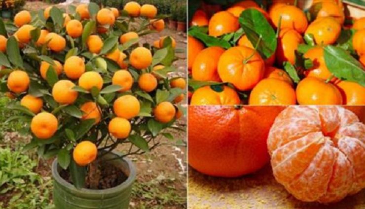 faire pousser mandarinier Comment faire pousser des mandarines à l'infini à partir d'un seul pépin ?