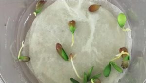 germination des graines de Mandarine Comment faire pousser des mandarines à l'infini à partir d'un seul pépin ?