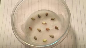 germination pepin Comment faire pousser des mandarines à l'infini à partir d'un seul pépin ?