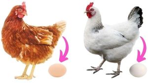 les poulets Quelle est la différence entre un oeuf brun et un oeuf blanc ?