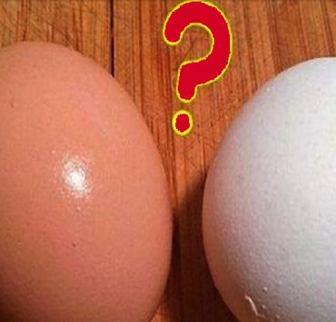 oeuf brun et blanc Quelle est la différence entre un oeuf brun et un oeuf blanc ?